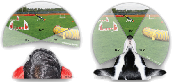 Poređenje vidnog polja kod čoveka i pasa, a psi imaju veću širinu vidnog polja