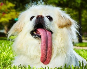 pugy pas sa najduzim jezikom