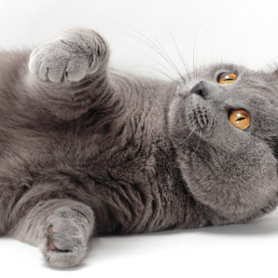 Kartuzijska mačka – pametnica sa osmehom