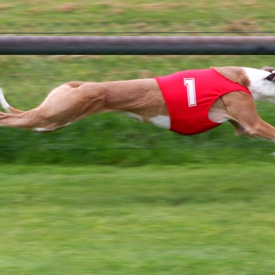 Najbrži pas na svetu Vs. najbrža mačka