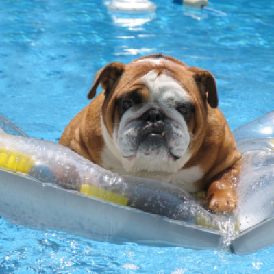 Psi kojima plivanje nije jača strana