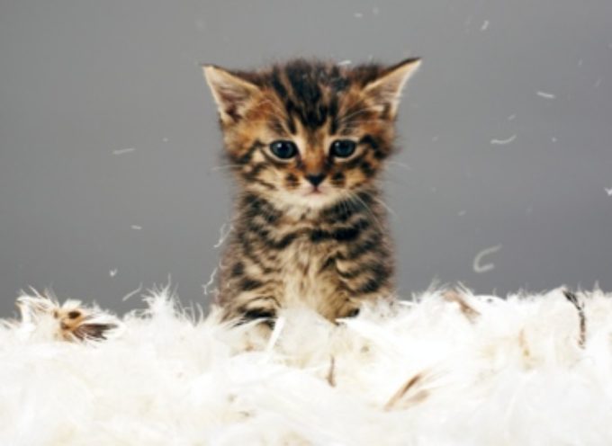 10 rasa mačaka koje se preporučuju osobama sa alergijama