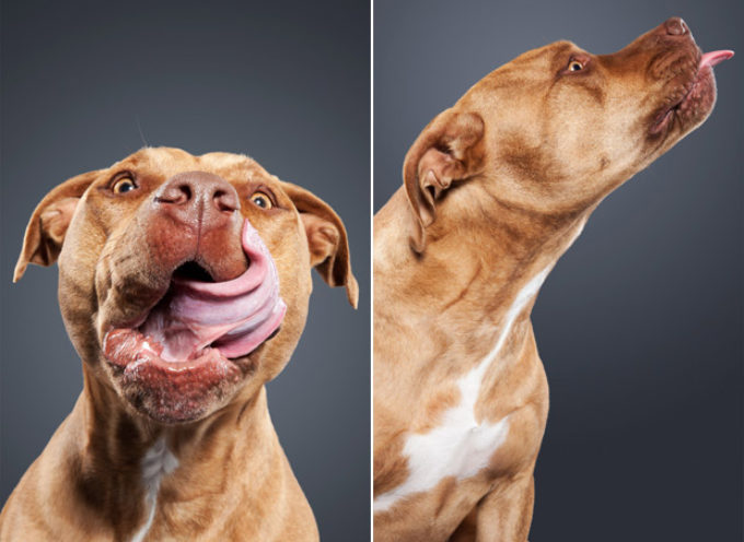 LICK – još jedna fenomenalna serija fotografija pasa