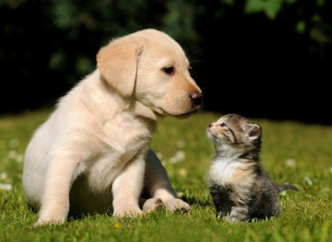 Ko ima bolje čulo mirisa mačka ili pas i zašto?