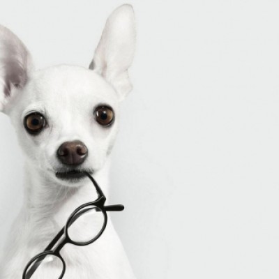 Inteligencija pasa – najpametniji psi