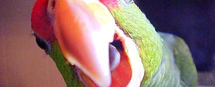 Kako da naučite papagaja da priča