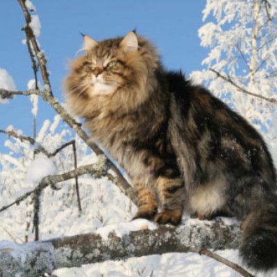 Sibirska mačka – dobroćudni pustolov ruskih tajgi
