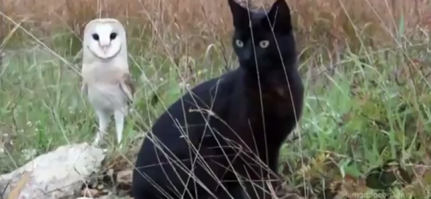 Neverovatno: Prijateljstvo mačke i sove! (VIDEO)