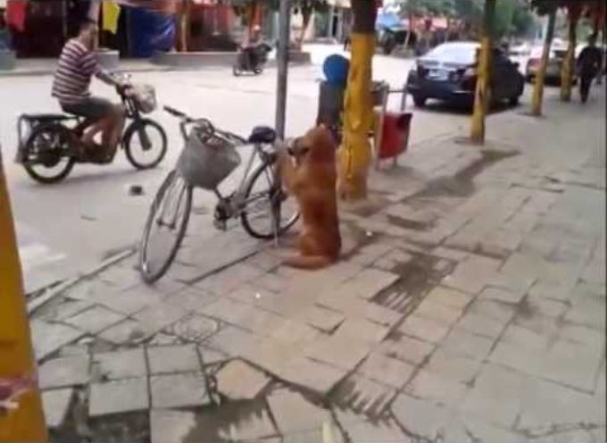 Kakav pas! Čuva bicikl dok gazda nije tu, a zatim se i odveze na njemu (VIDEO)