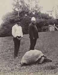 kornjaca slika iz 1900