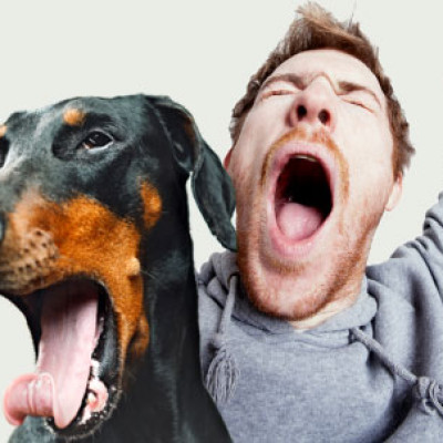 Da li se zevanje prenosi sa vlasnika na psa?