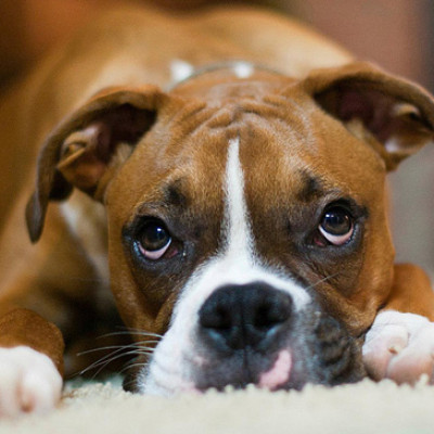 Da li psi zaista osećaju krivicu?