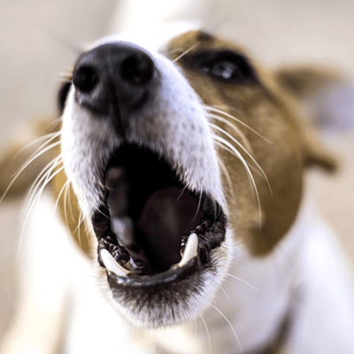Psi i vokalna komunikacija: Na koje se sve načine psi sporazumevaju?