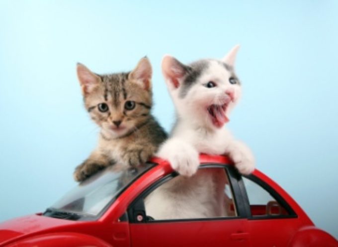 Strah od vožnje? Kako mačku pripremiti za putovanje