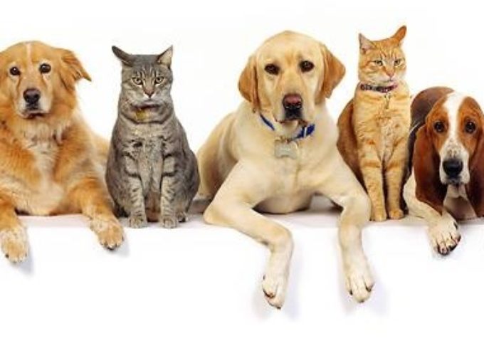 7 zanimljivih činjenica koje niste znali o mačkama i psima