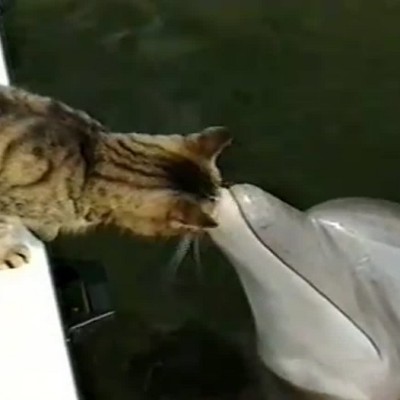 Neverovatno prijateljstvo mačora i delfina (VIDEO)