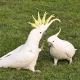 Govor tela: Kako ptice komuniciraju