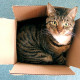 Zašto mačke vole kutije?