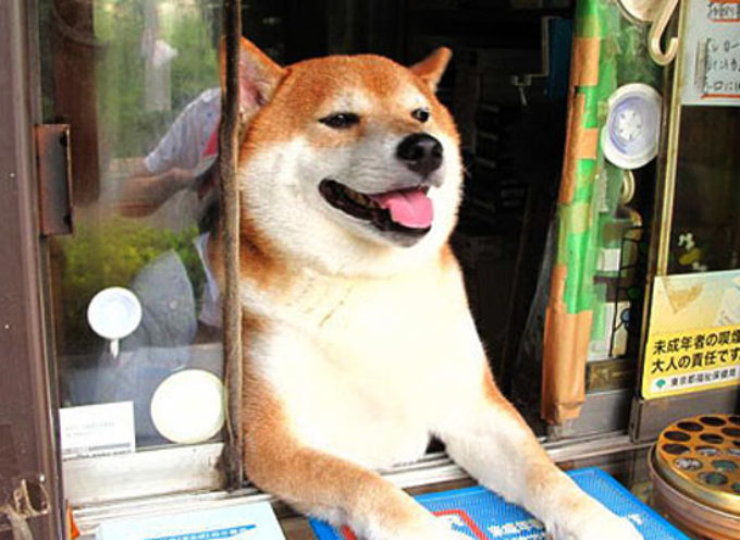 Pas pomaže vlasnici da vodi kiosk u Japanu