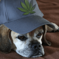 Marihuana kao prirodni lek za pse (infografika)